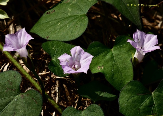 {Ipomoea triloba}